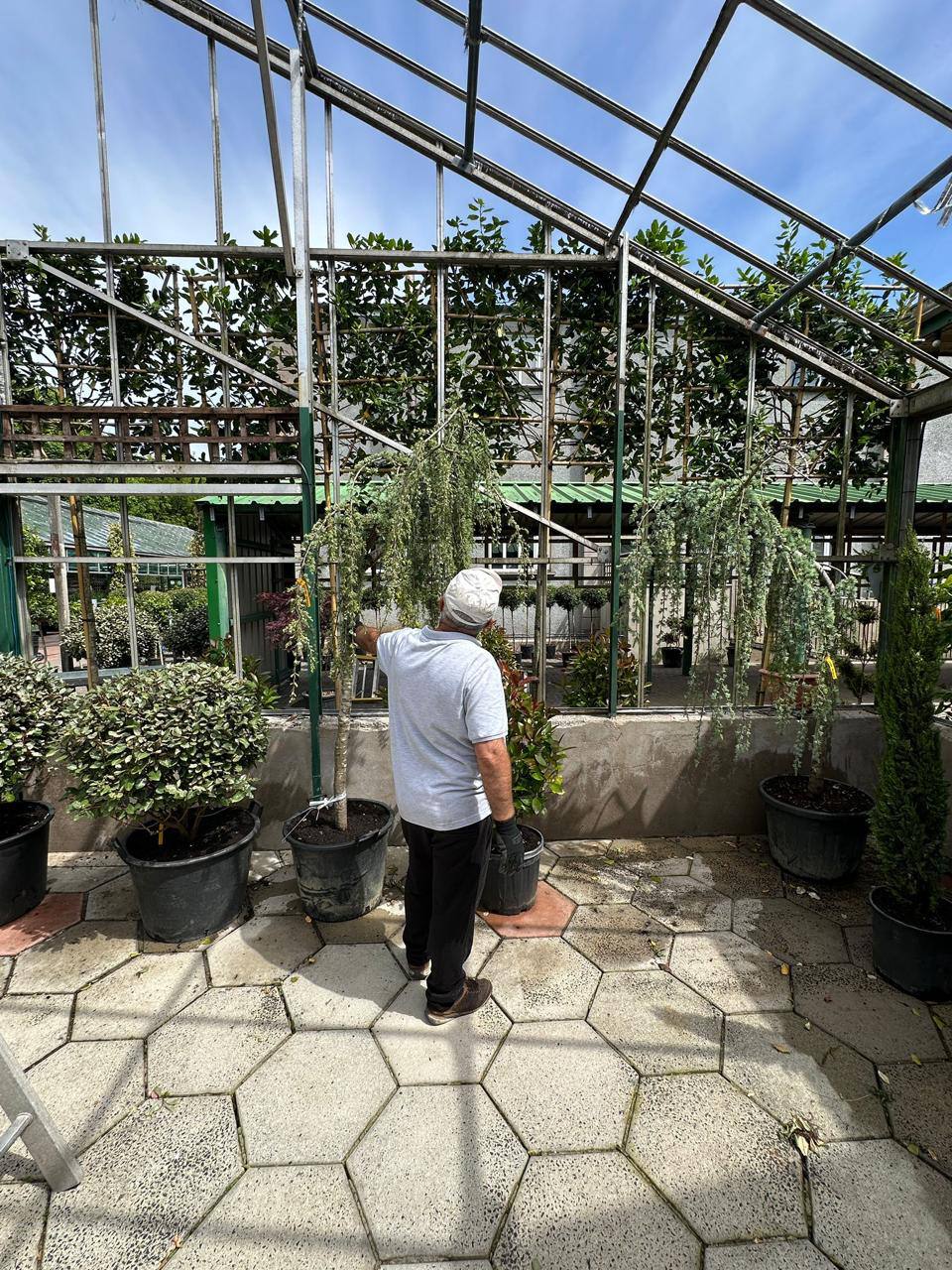 Weeping Blue Atlas Cedar — Cedrus atlantica 'Glauca Pendula'