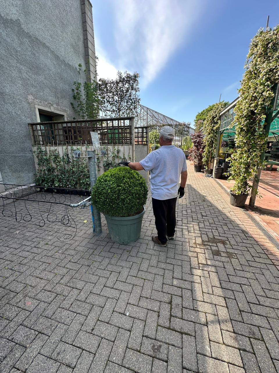 Crannlann nursery specimen — live from the yard (21)