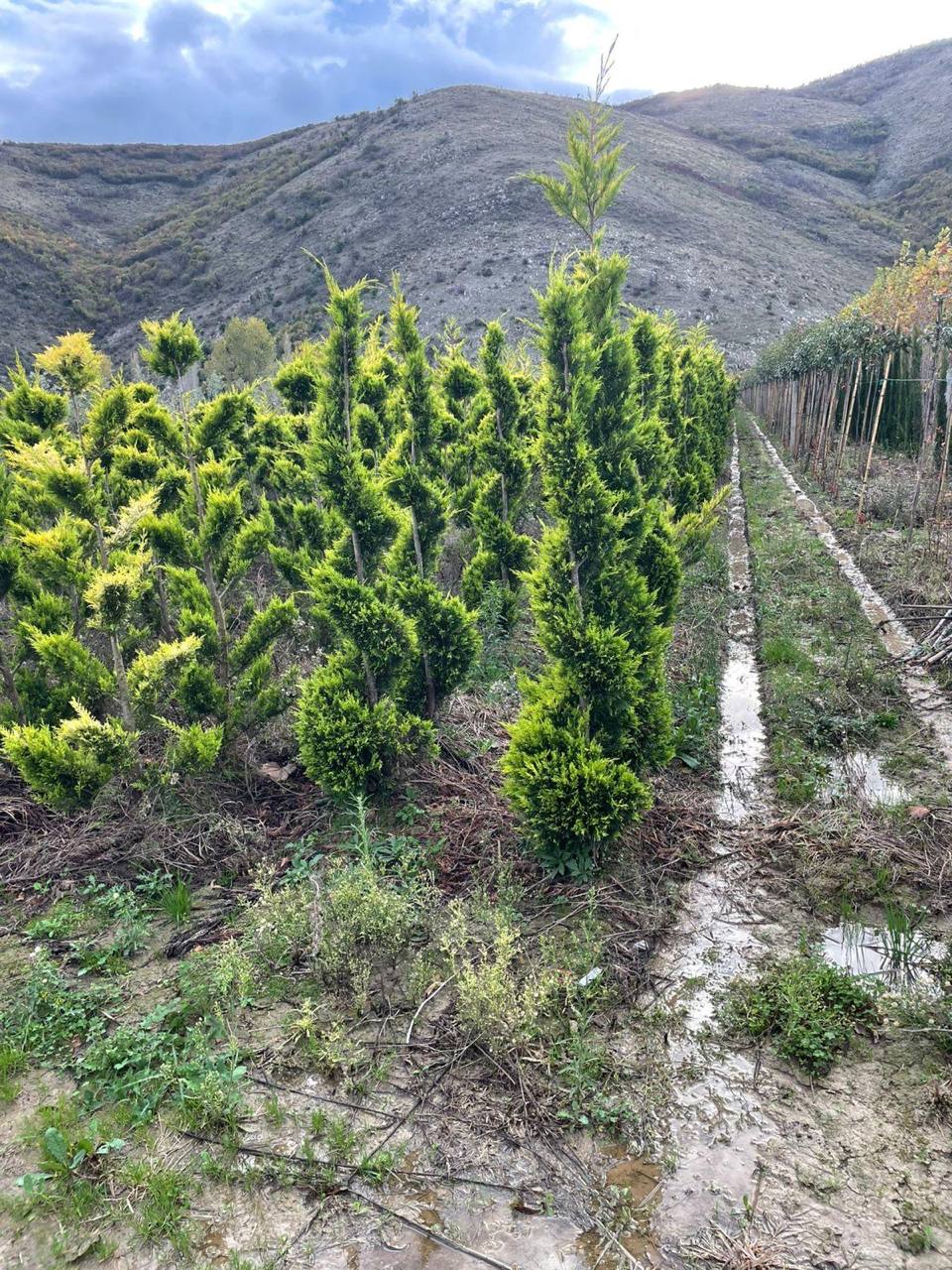 On request specimen — hand-picked in Italy (11)