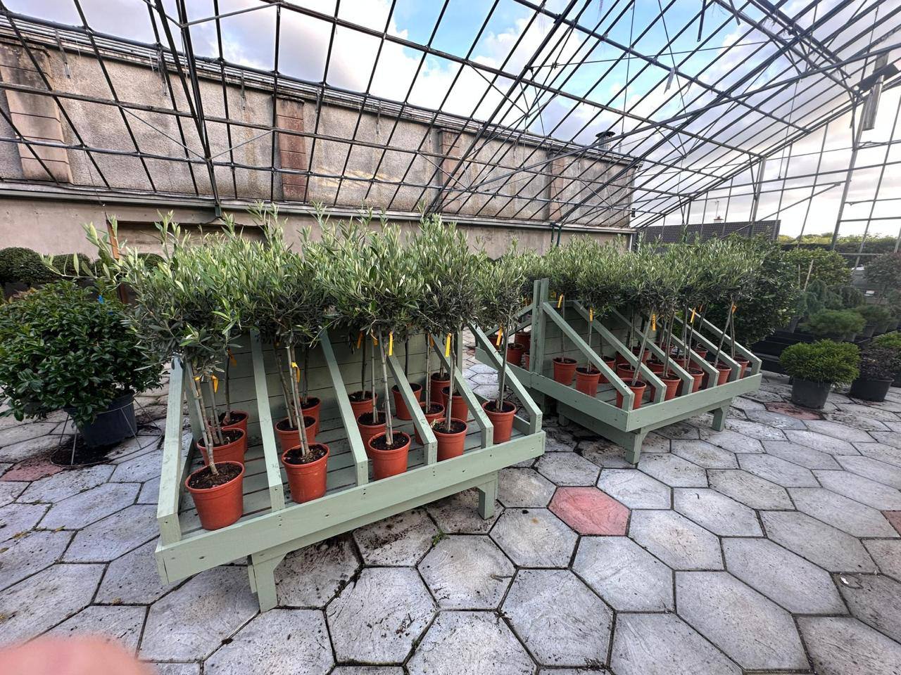 Crannlann nursery specimen — live from the yard (49)