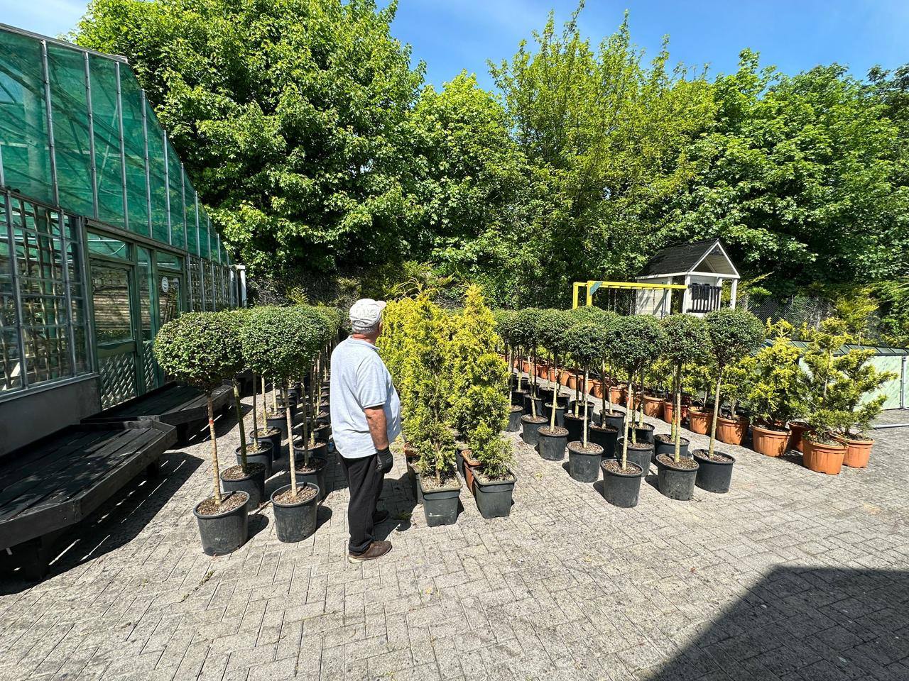 Crannlann nursery specimen — live from the yard (41)
