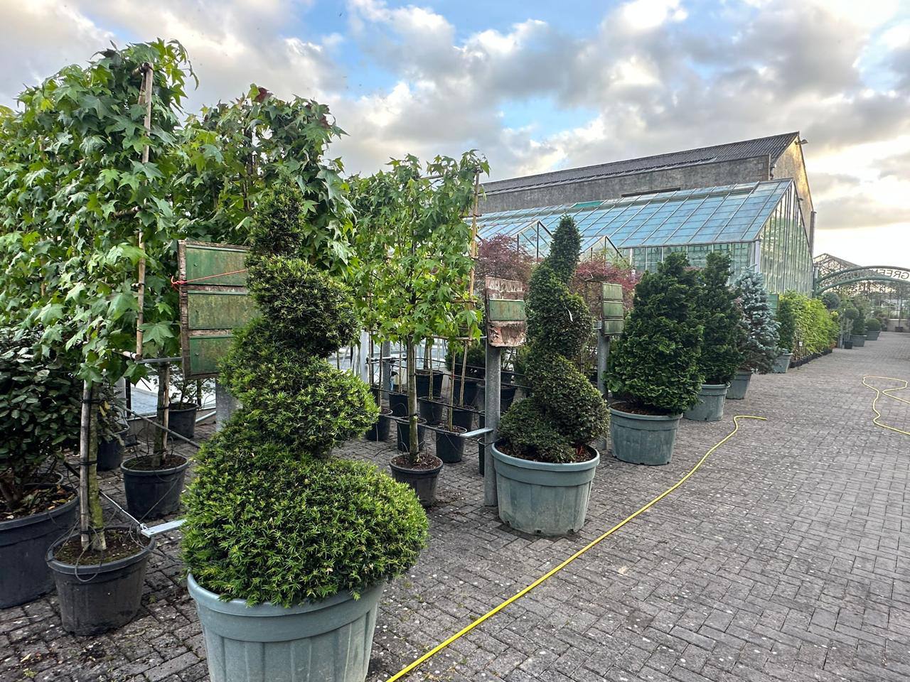Boxwood Spiral Topiary — Buxus sempervirens