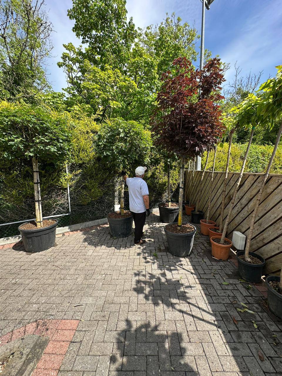 Olive trees in Ireland — what to know