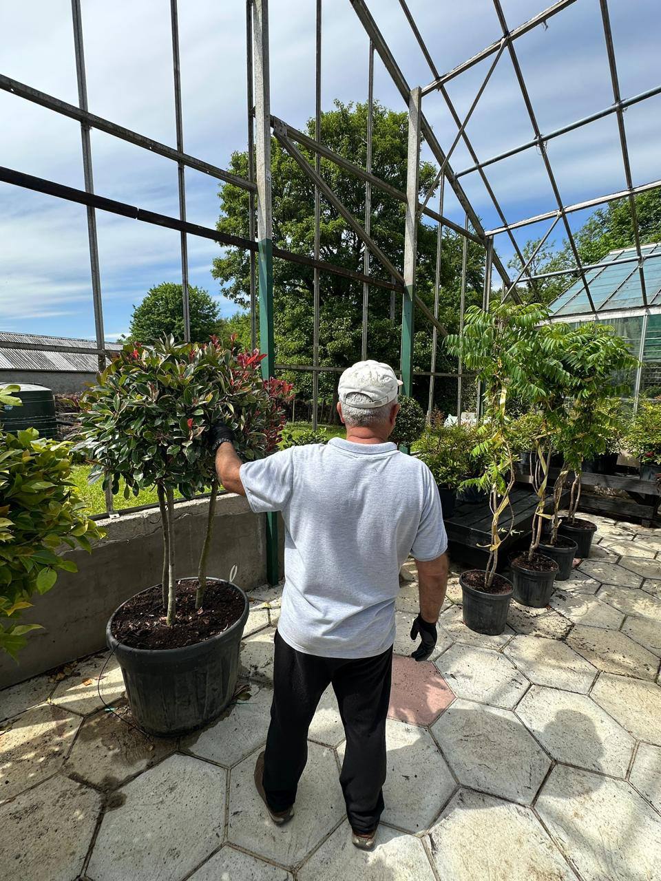 Crannlann nursery specimen — live from the yard (34)