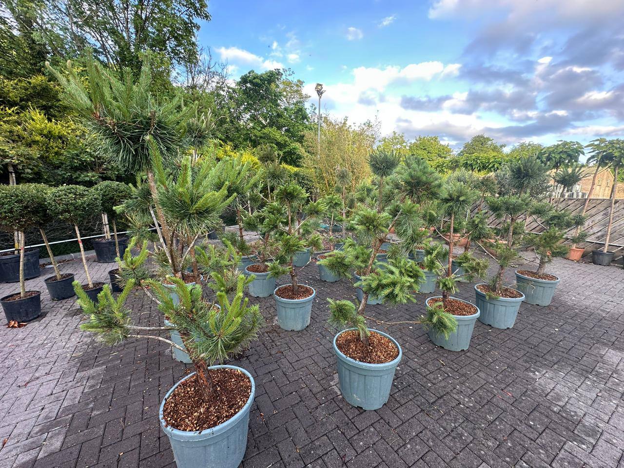 Crannlann nursery specimen — live from the yard (32)
