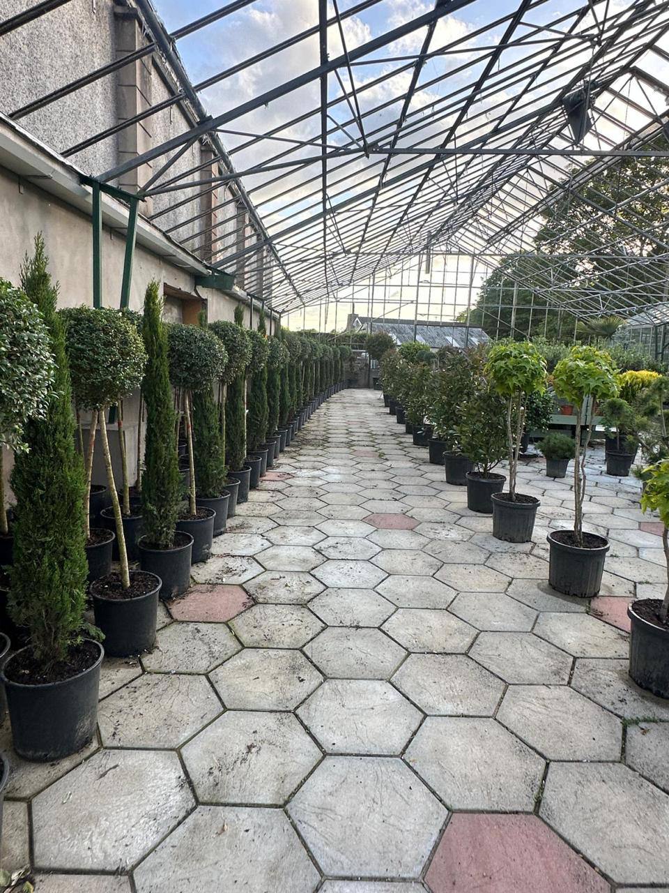 Crannlann nursery specimen — live from the yard (22)