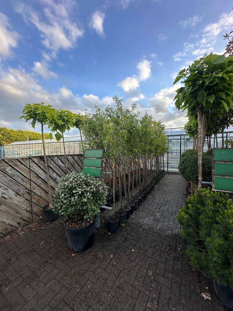 Crannlann nursery specimen — live from the yard (39)
