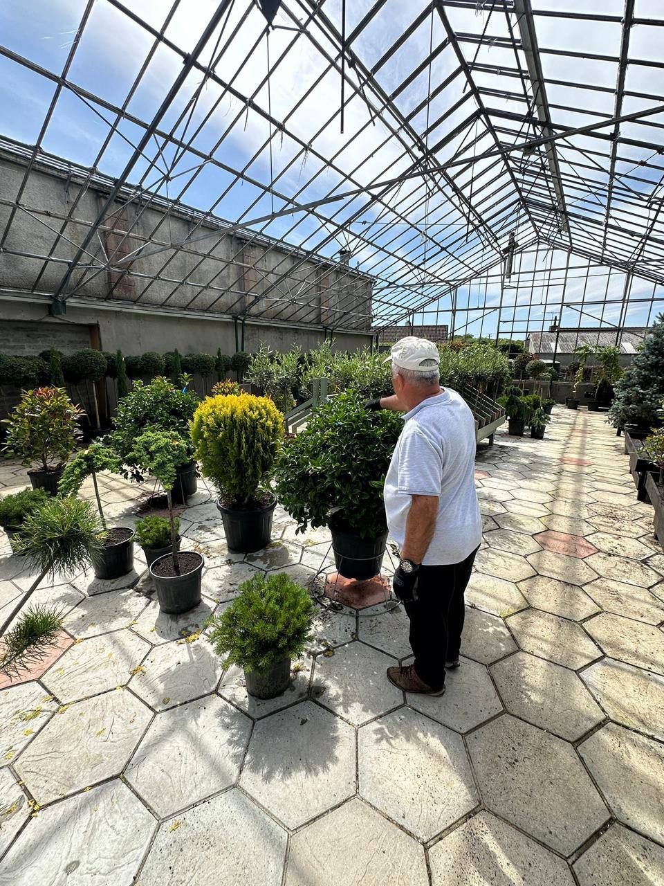 Crannlann nursery specimen — live from the yard (53)