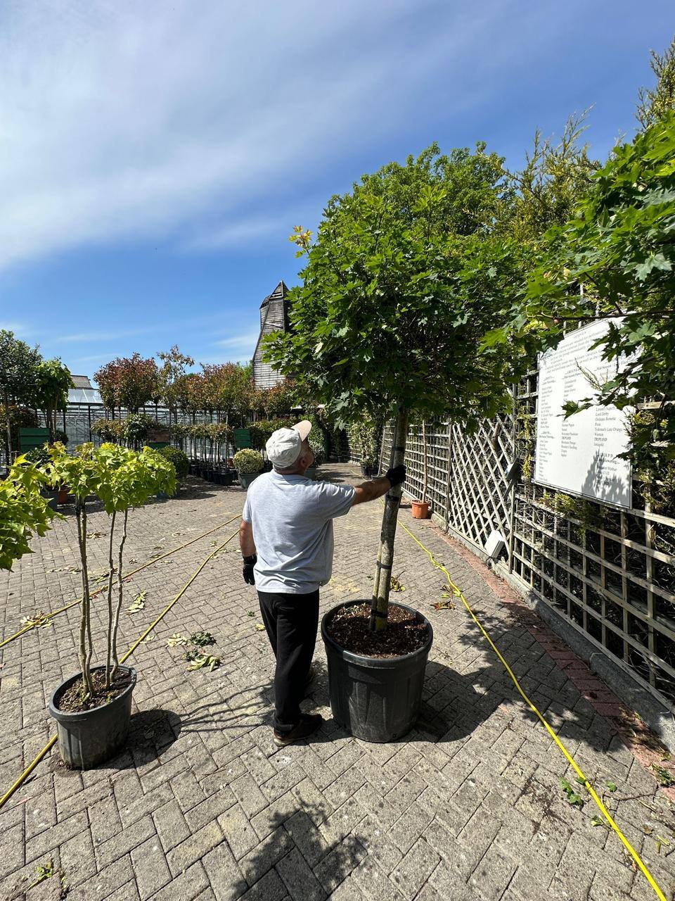 Crannlann nursery specimen — live from the yard (54)