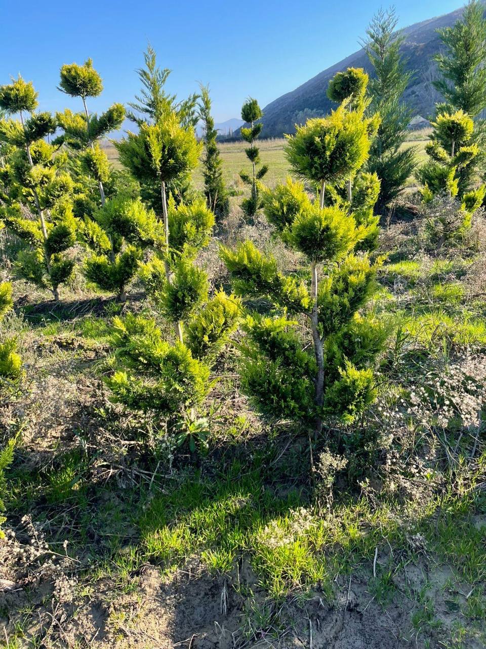 On request specimen — hand-picked in Italy (10)