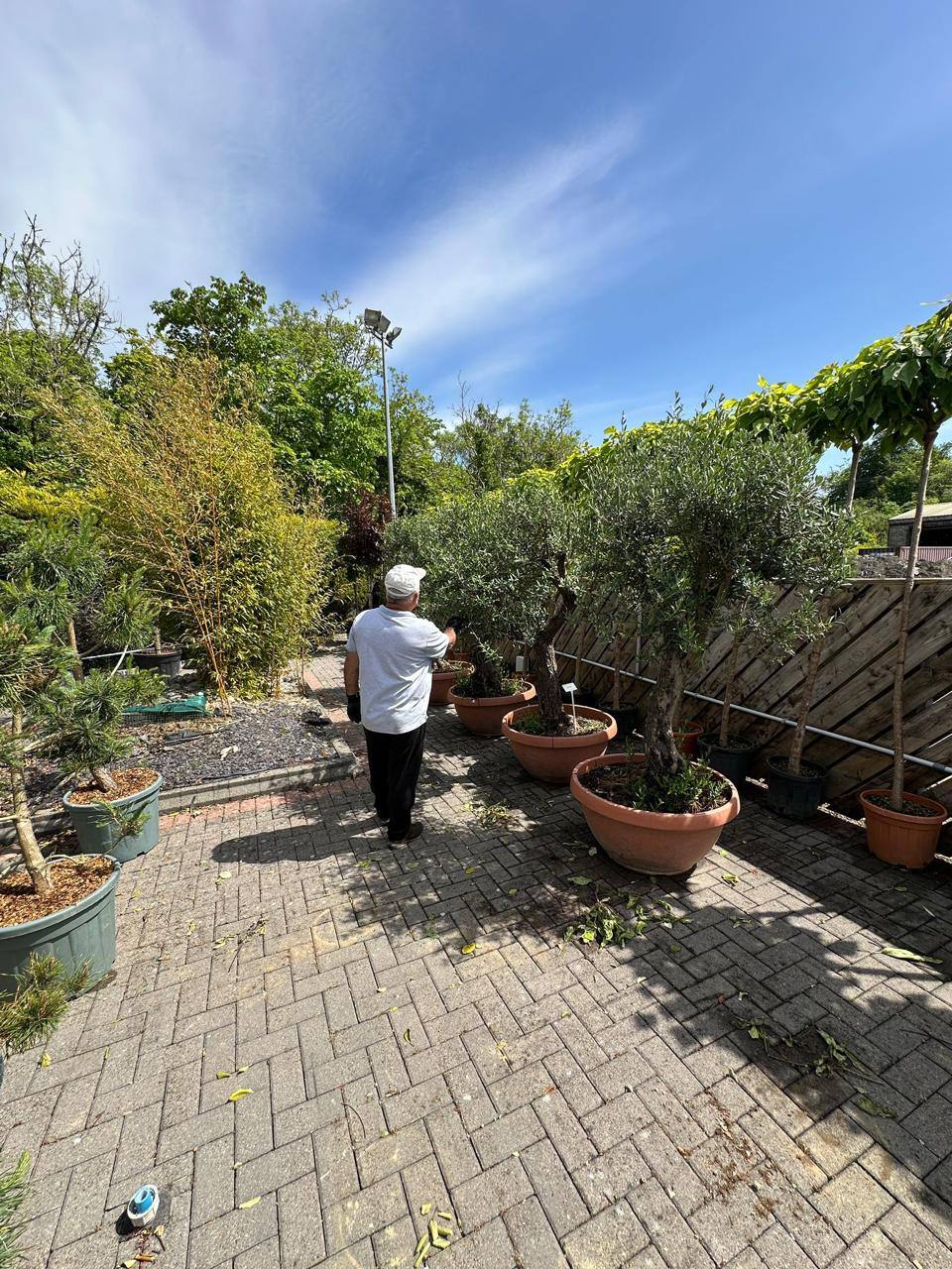 Best hedging for coastal gardens
