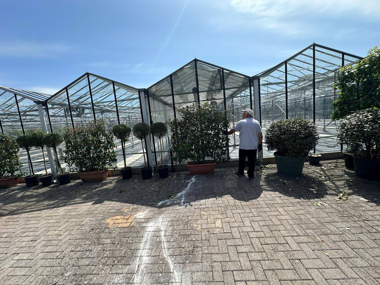 Crannlann nursery specimen — live from the yard (19)