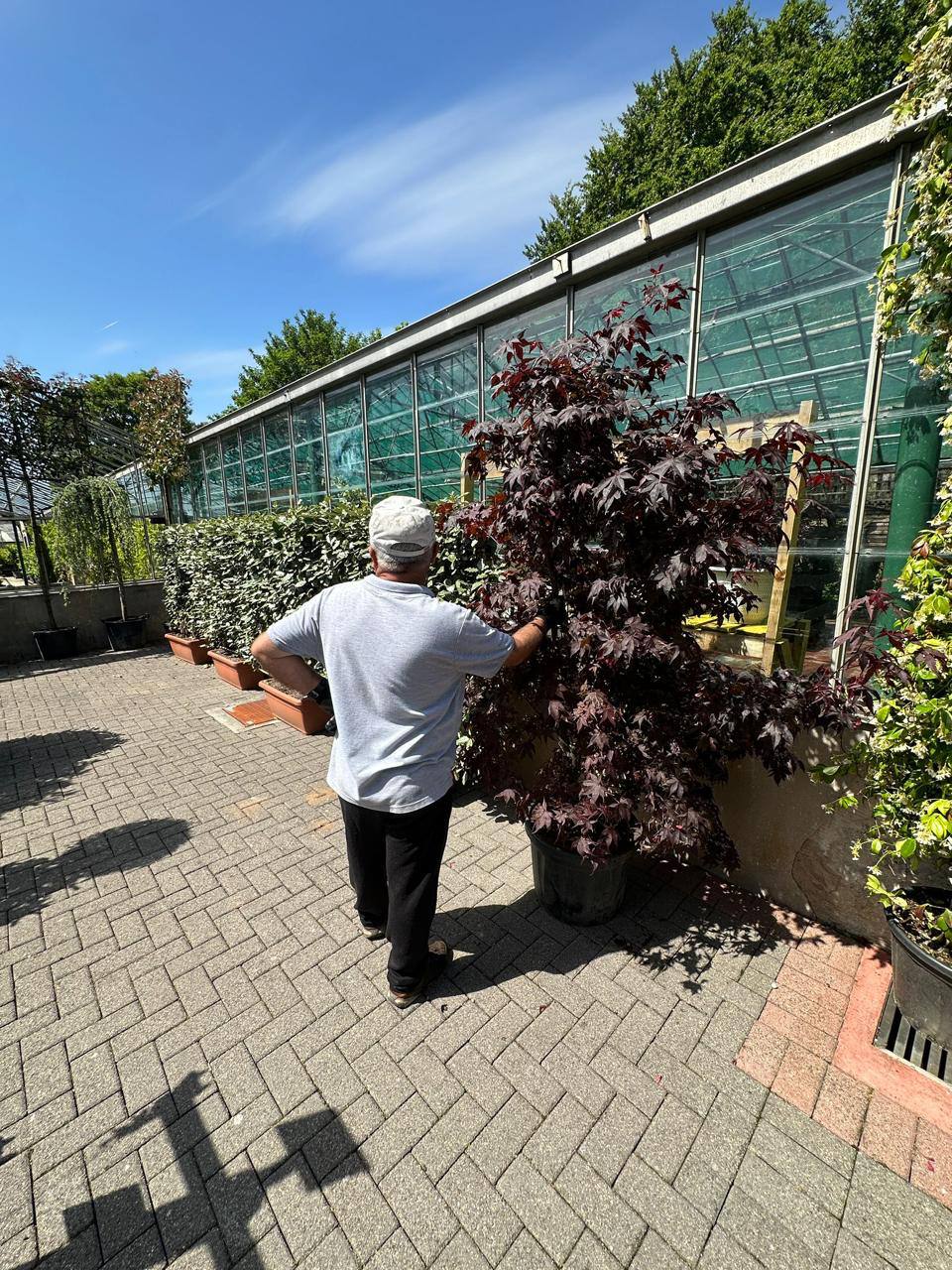 Crannlann nursery specimen — live from the yard (26)