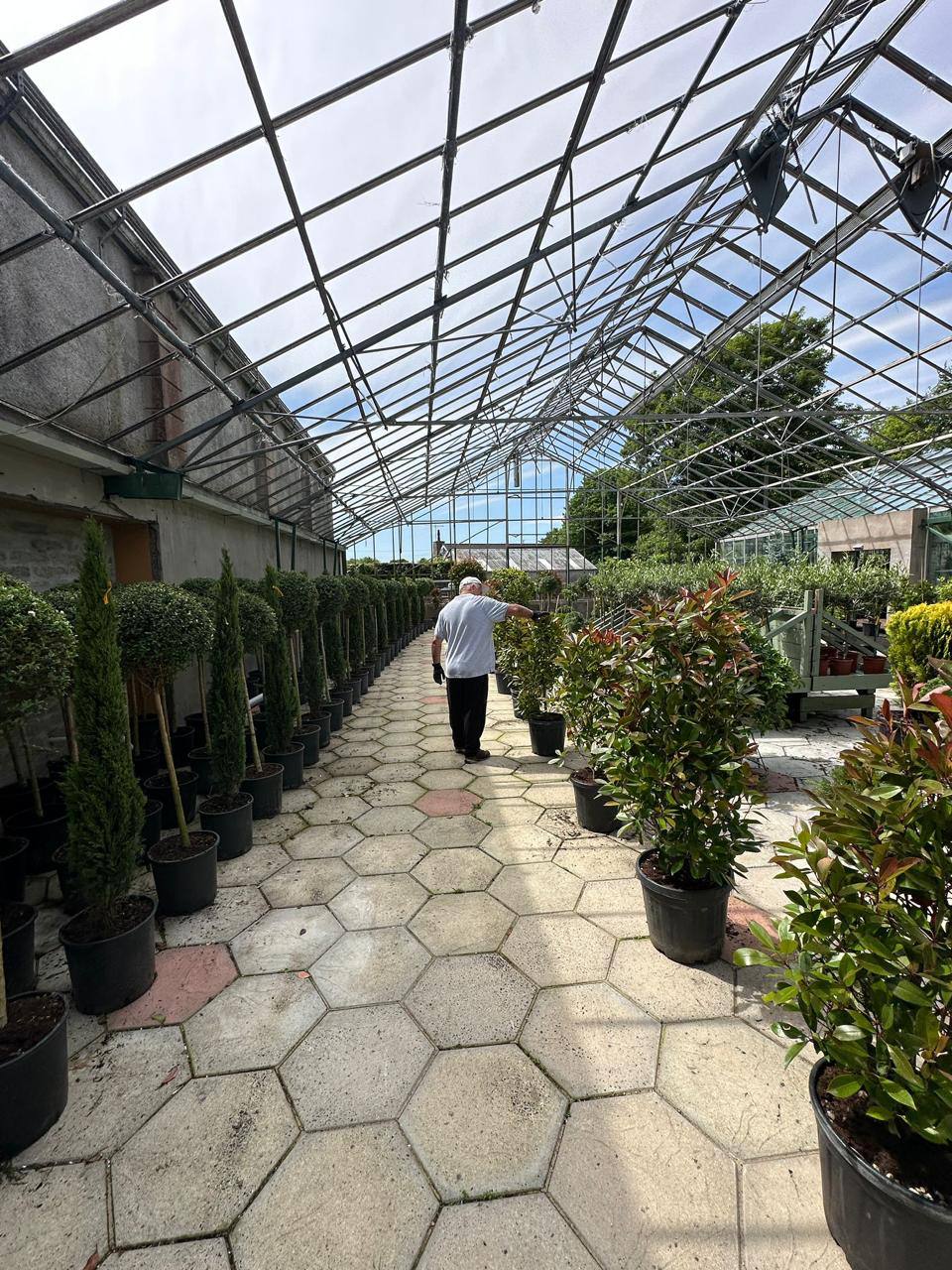 Crannlann nursery specimen — live from the yard (52)