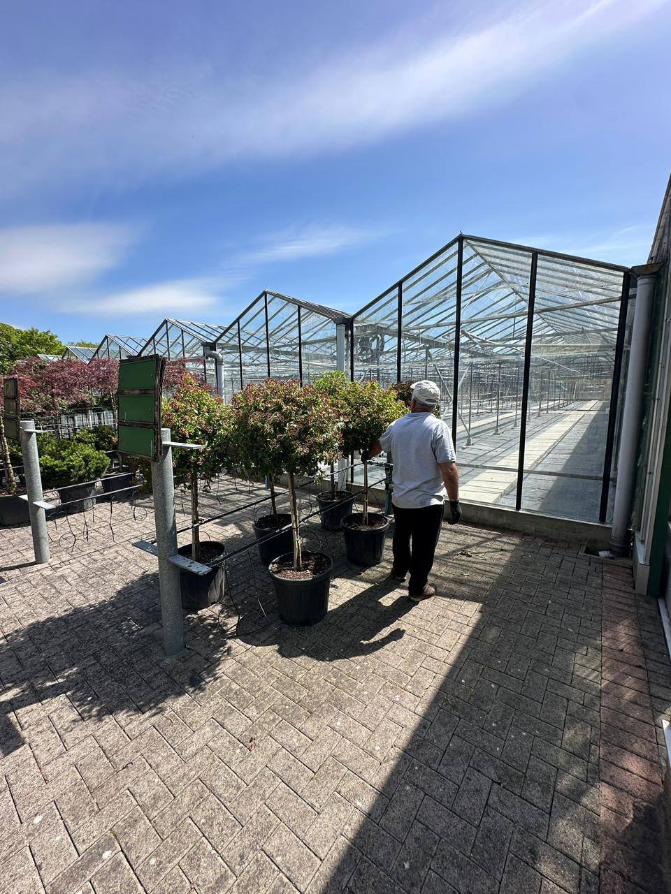 Crannlann nursery specimen — live from the yard (10)