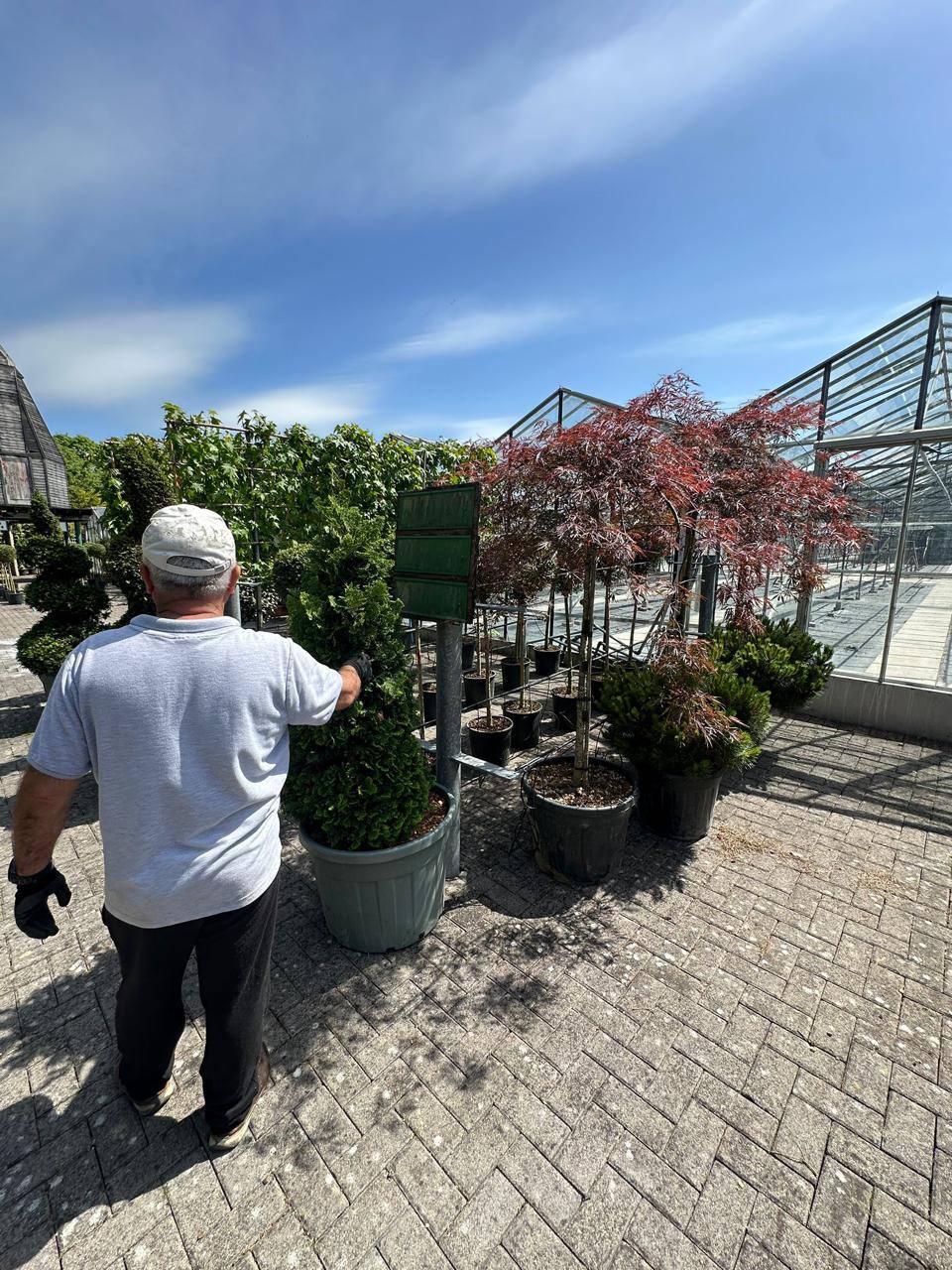 Crannlann nursery specimen — live from the yard (58)