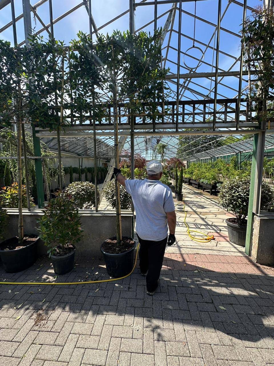 Crannlann nursery specimen — live from the yard (36)