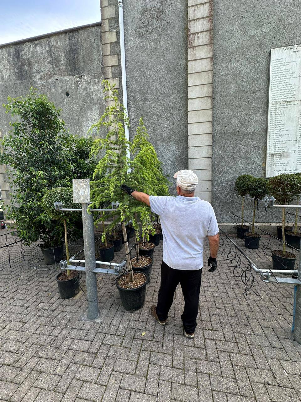 Crannlann nursery specimen — live from the yard (60)