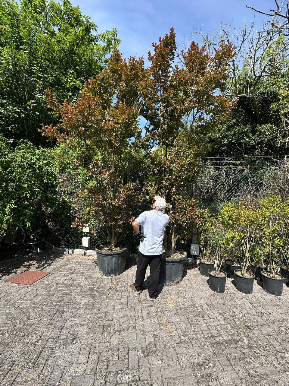 Crannlann nursery specimen — live from the yard (46)