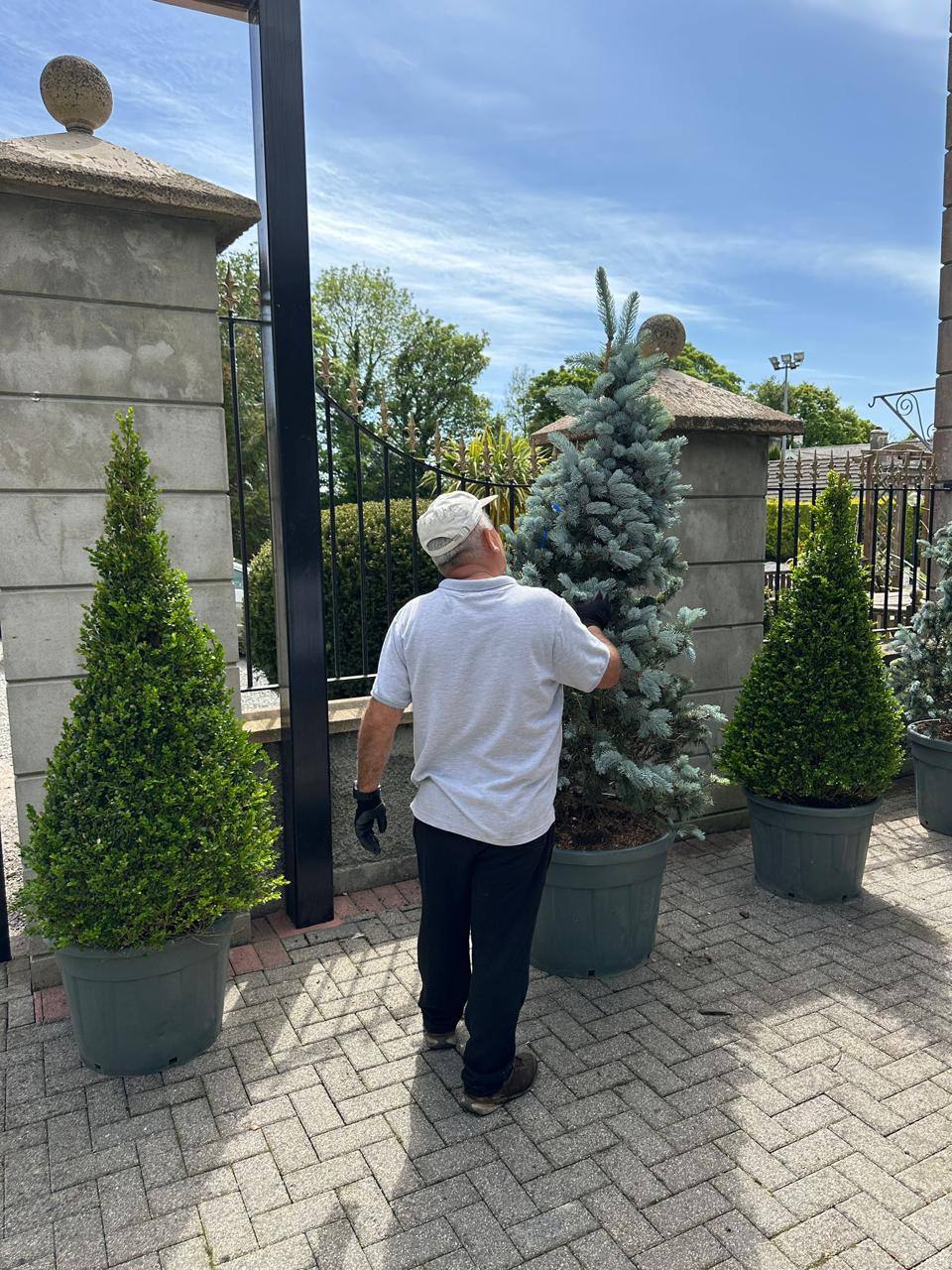 Crannlann nursery specimen — live from the yard (28)
