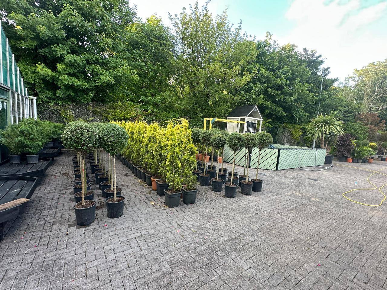 Boxwood Standard Topiary — Buxus sempervirens