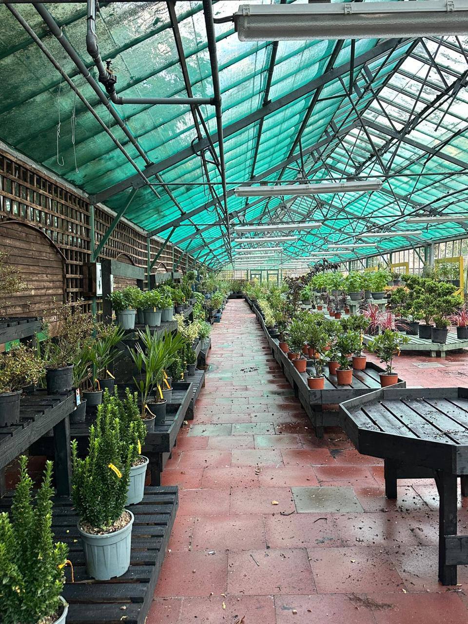 Crannlann nursery specimen — live from the yard (15)