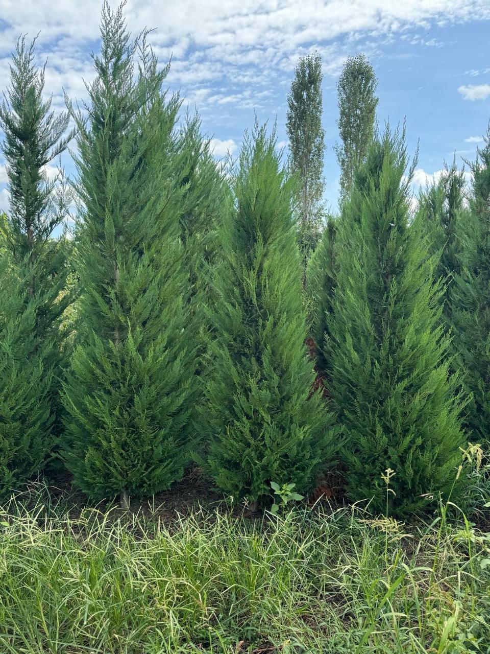On request specimen — hand-picked in Italy (50)