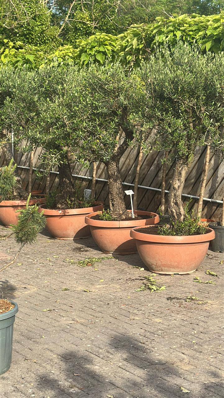Crannlann nursery specimen — live from the yard (25)