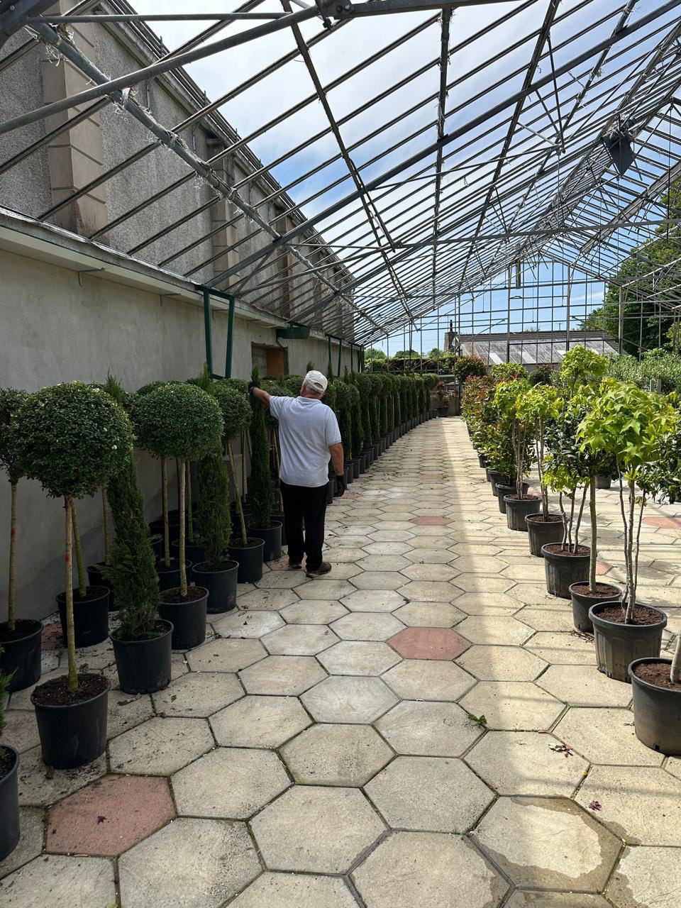 Crannlann nursery specimen — live from the yard (9)