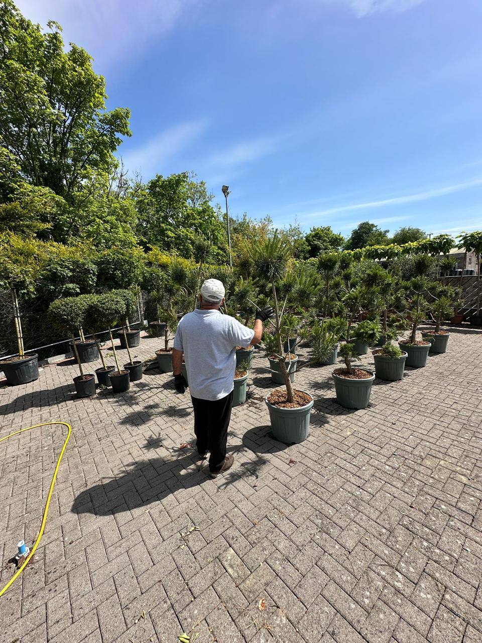 Crannlann nursery specimen — live from the yard (56)