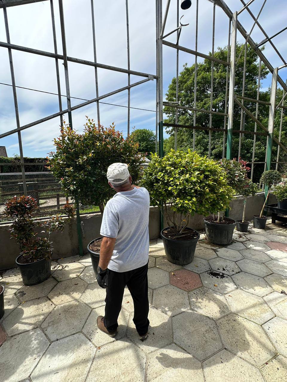 Crannlann nursery specimen — live from the yard (30)