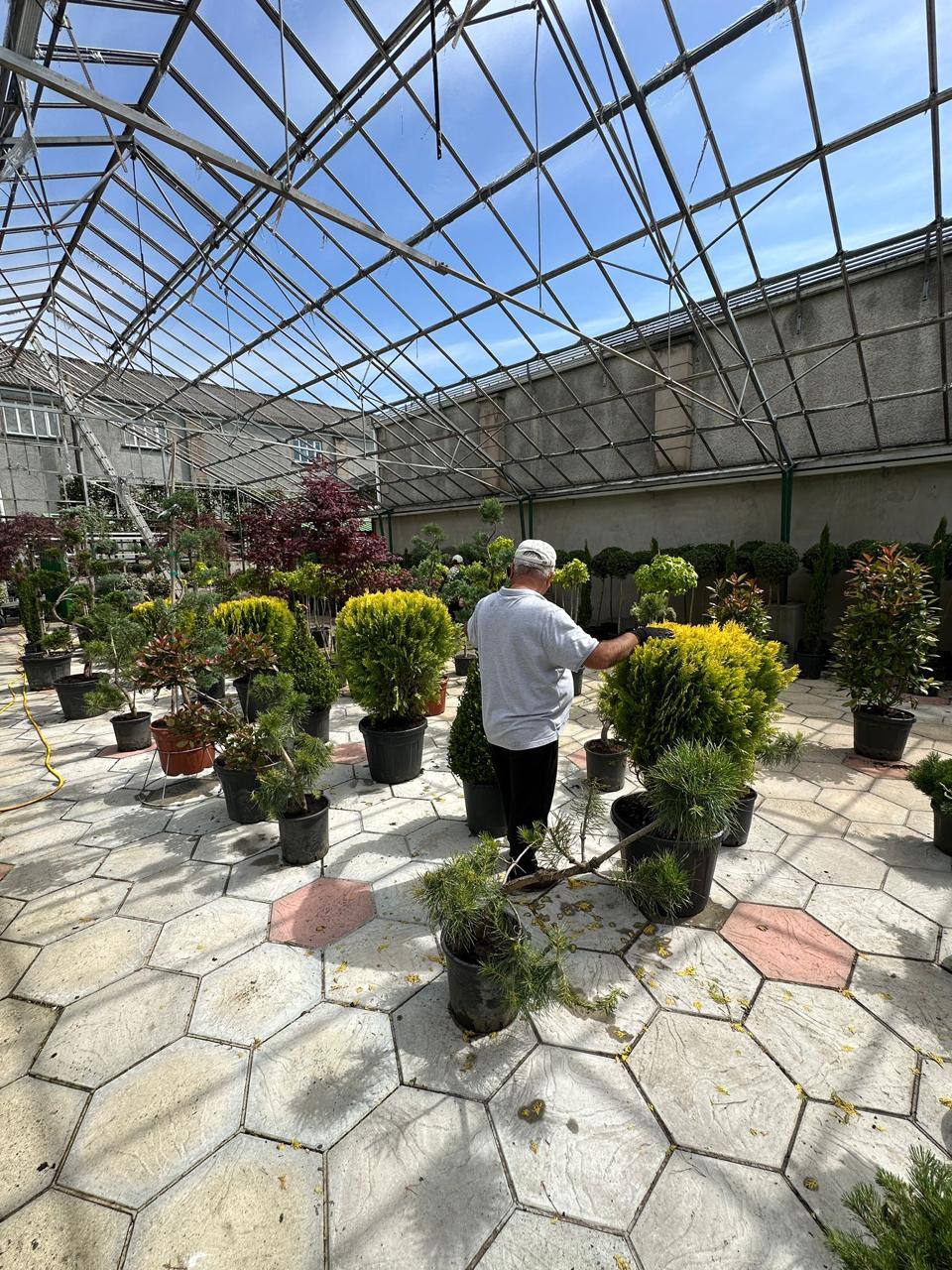 Crannlann nursery specimen — live from the yard (57)