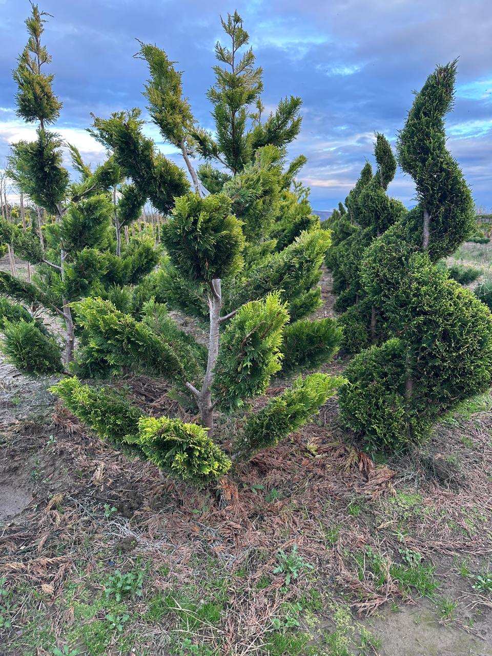 On request specimen — hand-picked in Italy (21)