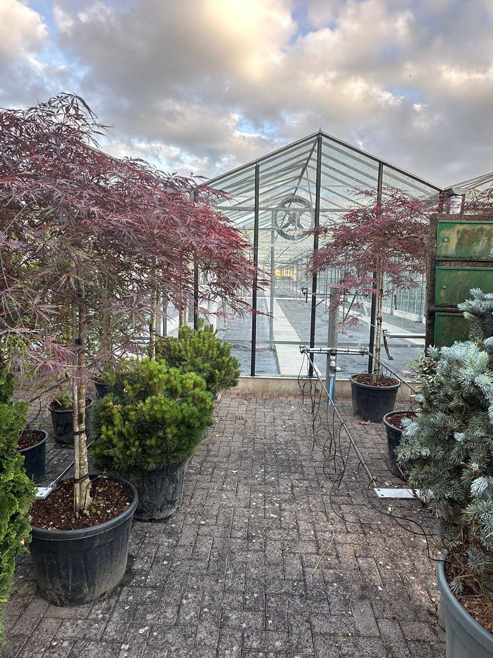 Japanese Maple Bloodgood — Acer palmatum 'Bloodgood'