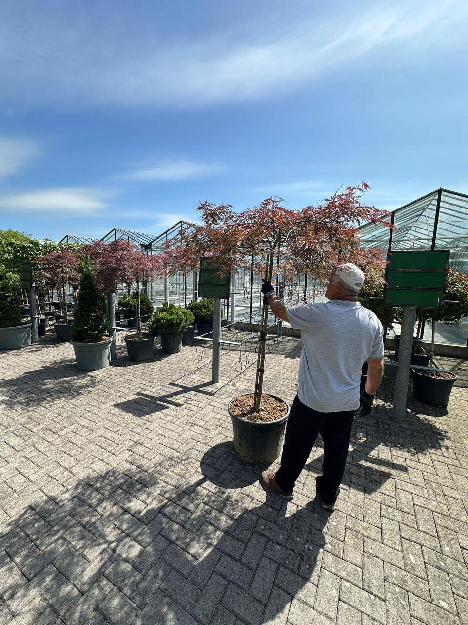 Crannlann nursery specimen — live from the yard (55)