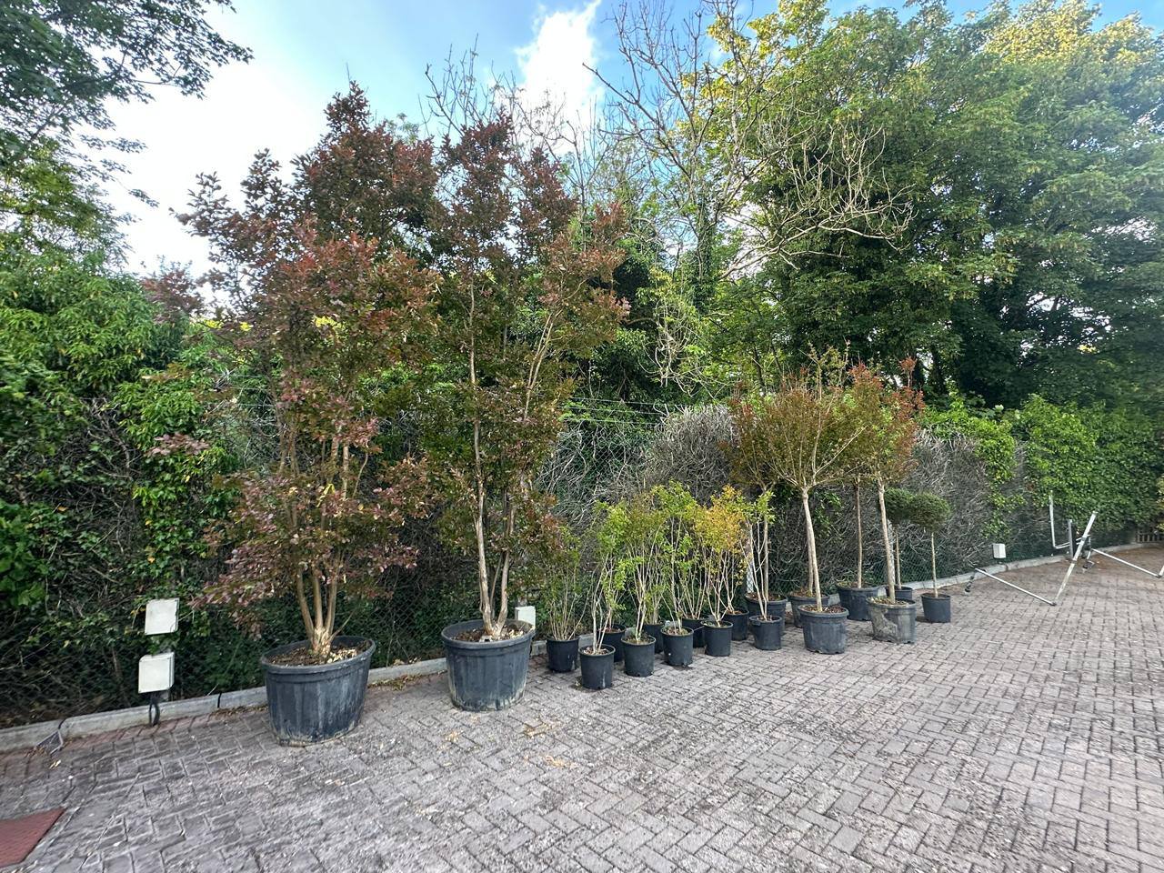Crannlann nursery specimen — live from the yard (27)