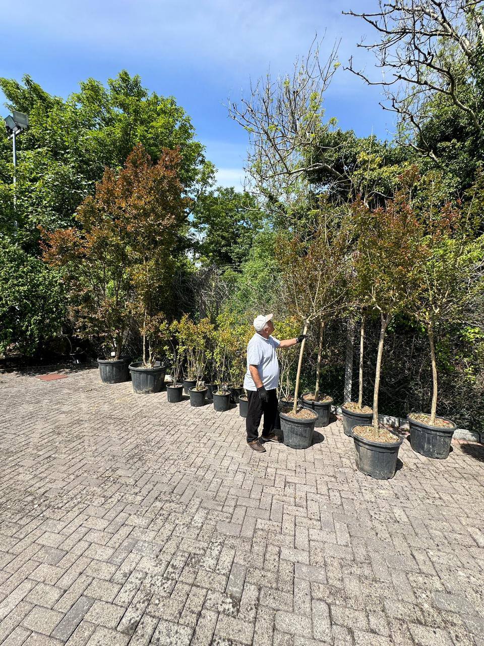 Crannlann nursery specimen — live from the yard (45)