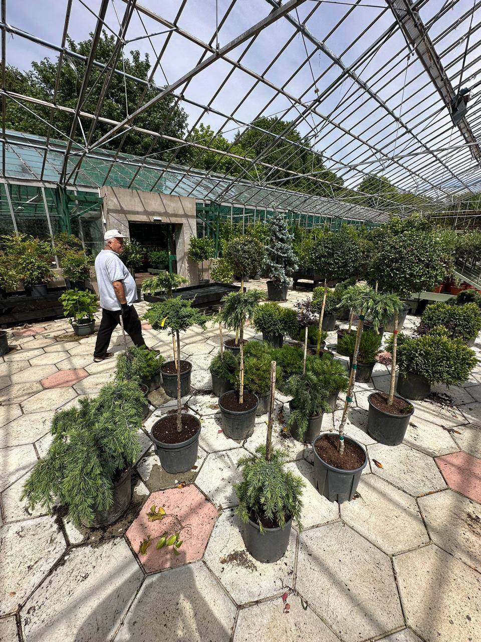 Crannlann nursery specimen — live from the yard (59)