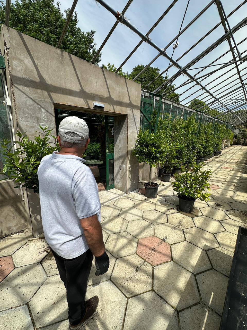 Crannlann nursery specimen — live from the yard (40)