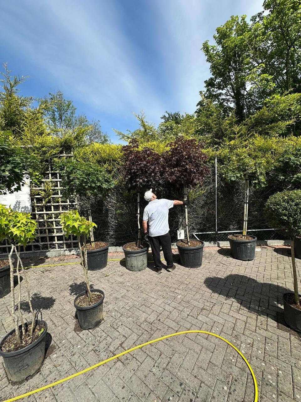 Crannlann nursery specimen — live from the yard (37)