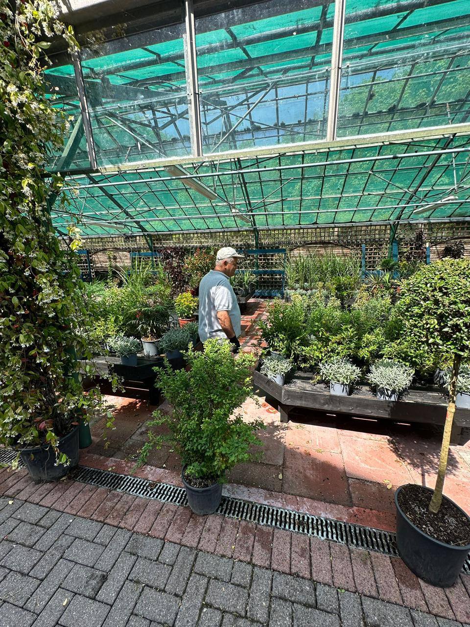 Crannlann nursery specimen — live from the yard (48)