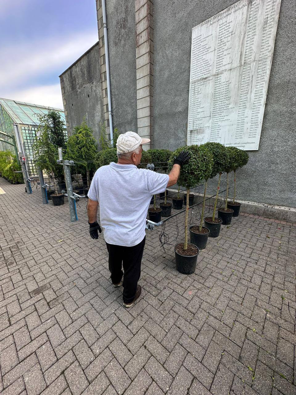 Crannlann nursery specimen — live from the yard (17)
