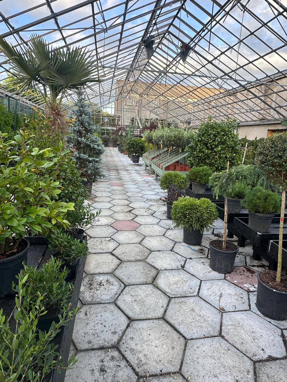 Crannlann nursery specimen — live from the yard (50)
