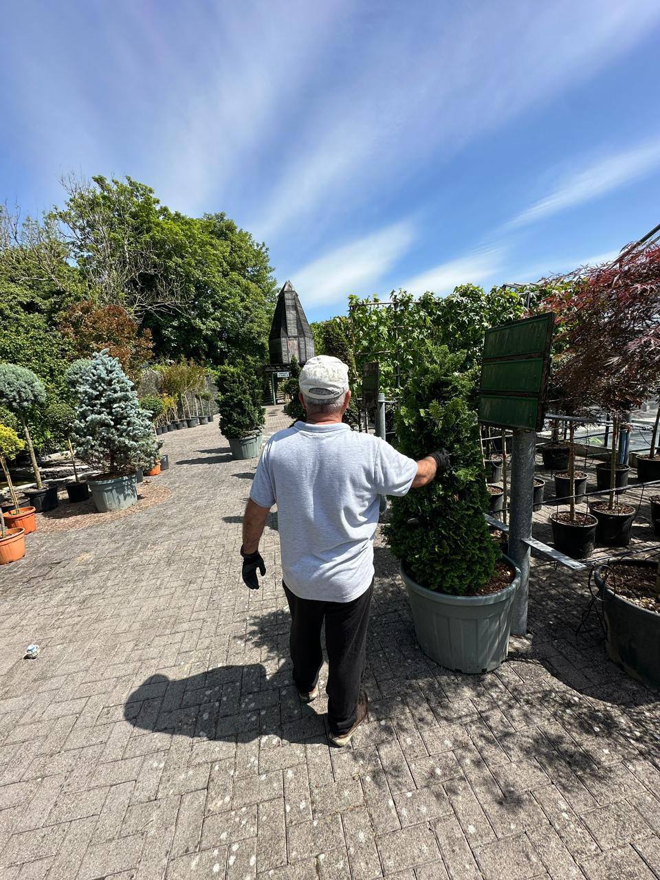 Crannlann nursery specimen — live from the yard (18)