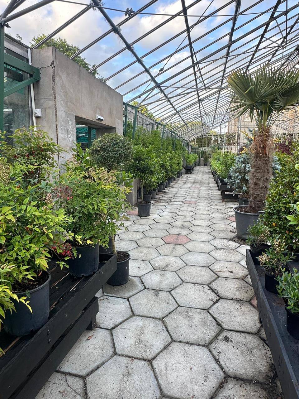 Crannlann nursery specimen — live from the yard (44)