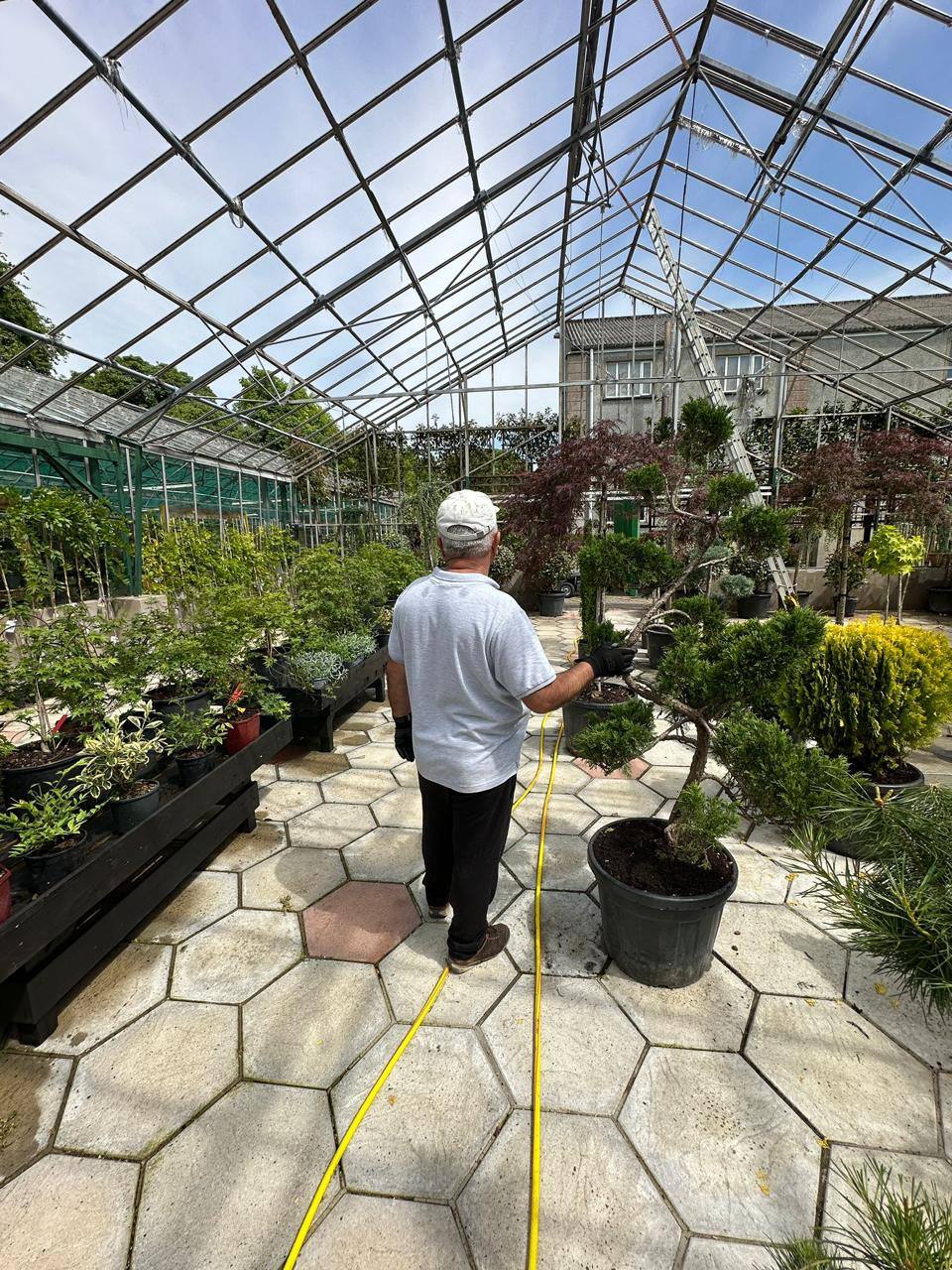 Crannlann nursery specimen — live from the yard (12)