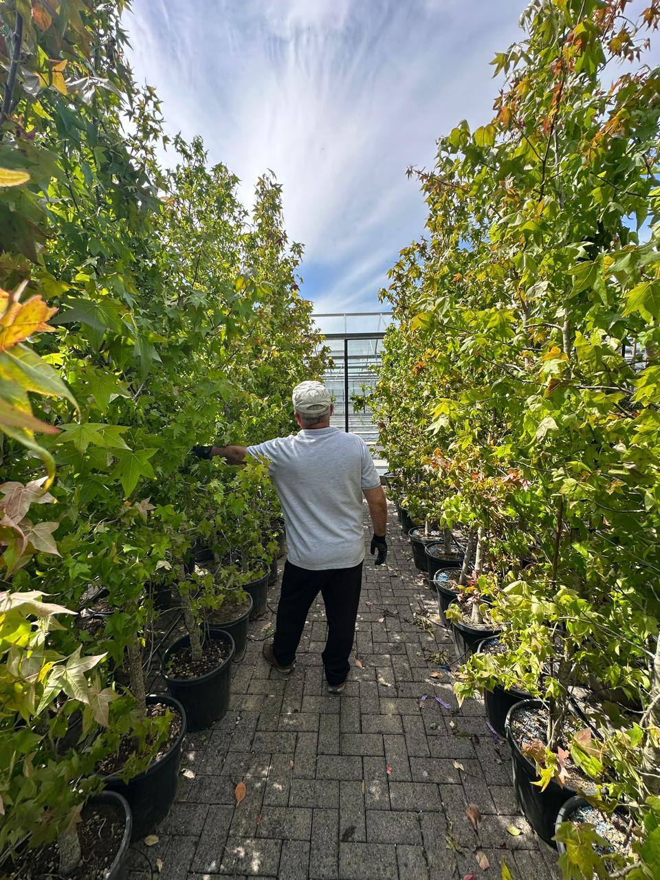 Crannlann nursery specimen — live from the yard (43)