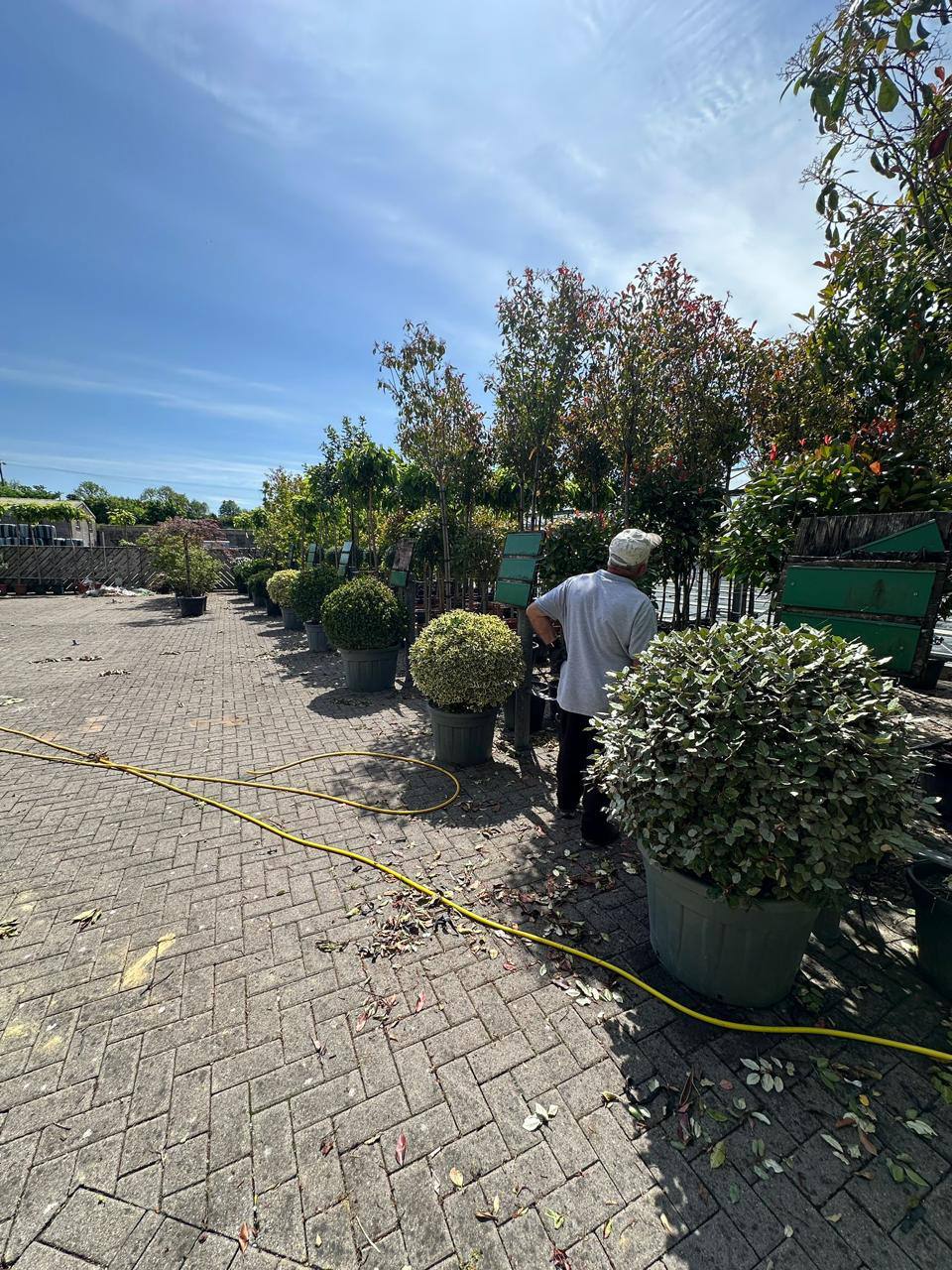 Crannlann nursery specimen — live from the yard (29)
